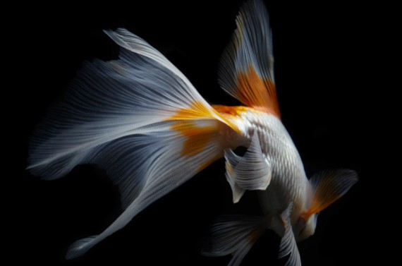 岩崎寛さん金魚の写真