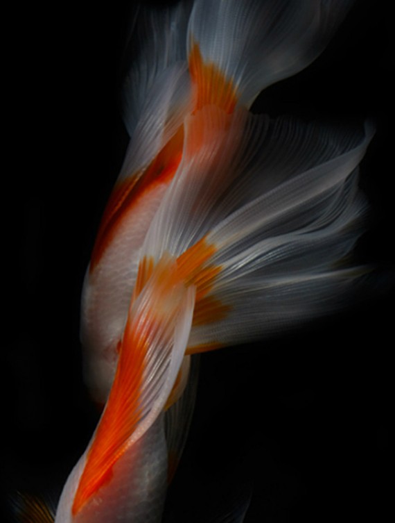 岩崎寛さん金魚の写真3