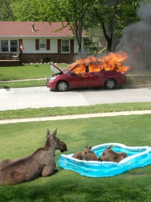 炎上する車をバックに家庭用プールに入るカンガルー3匹