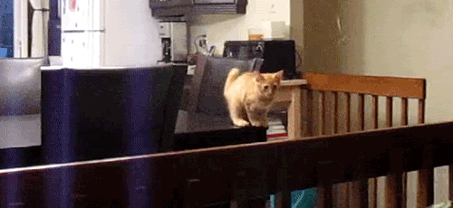 テーブルの上からジャンプに失敗する猫