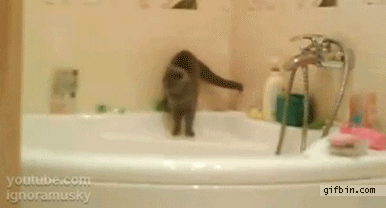 お風呂で滑ってパニックになる猫