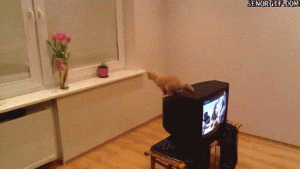 テレビの上からジャンプに失敗する猫