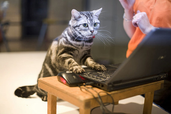 パソコン作業中ネコ