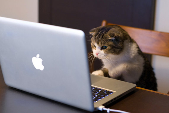 Macで作業中のネコ