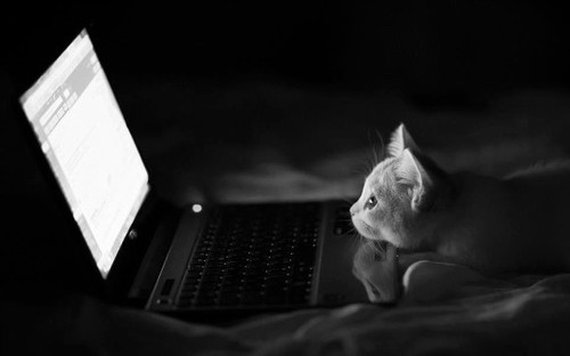 暗闇でパソコン画面を見つめるネコ