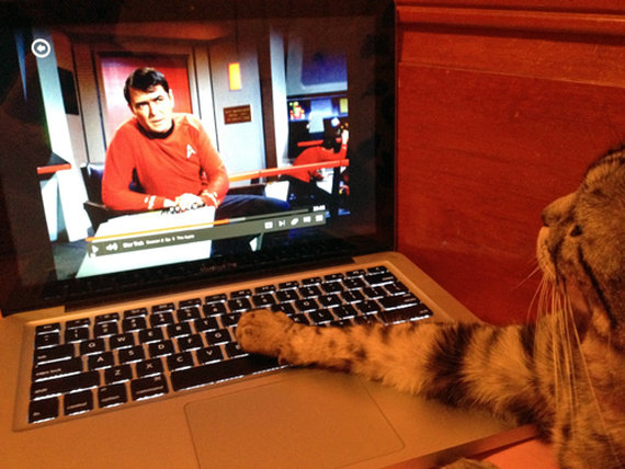 Macでスタートレックを見るネコ