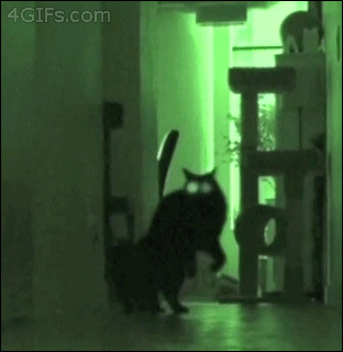暗闇で目を光らせ謎歩きする猫