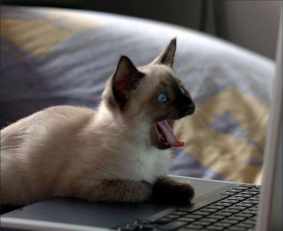 パソコンの前であくびするネコ