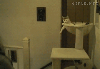 猫タワーで休みながらハイタッチに答える猫
