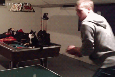 卓球でベストショット。グッジョブ!とタッチする猫