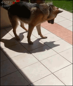自分の影に困惑する犬