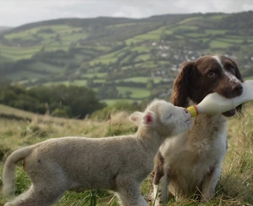 哺乳瓶で子羊にミルクをあげる犬