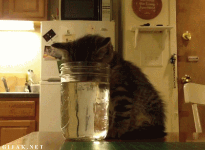 水を飲んでいる途中で寝た子猫