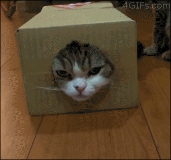 箱から顔だけ出す猫にちょっかいを出す猫