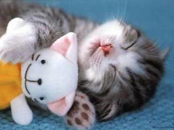 猫のぬいぐるみを抱きしめて寝る猫