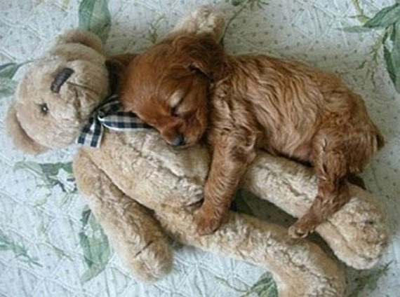 クマのぬいぐるみを抱きしめて寝る犬