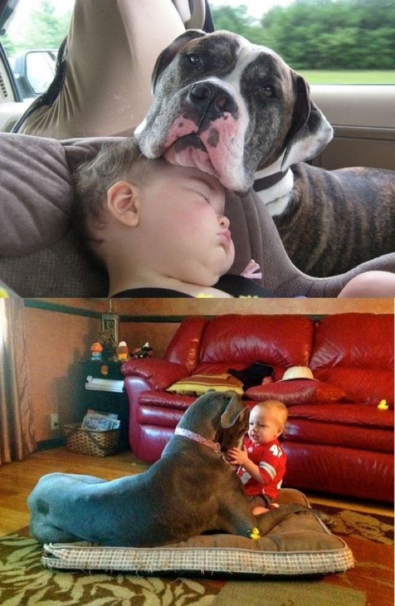 幼児の頭をまくらにする犬