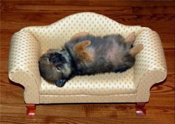 小さなソファで仰向けで寝る子犬