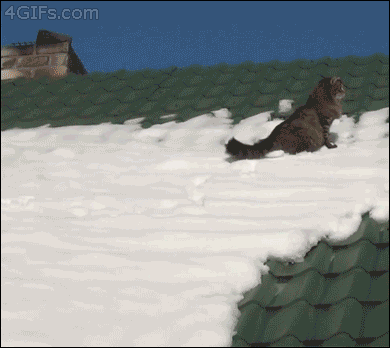 雪に滑って屋根から落ちる猫