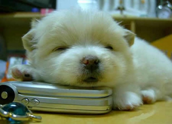 携帯電話にあごを乗せて寝る子犬