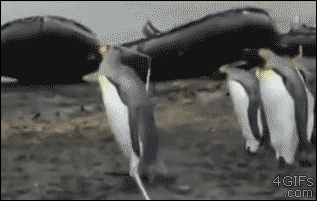 ロープにコケるペンギン達