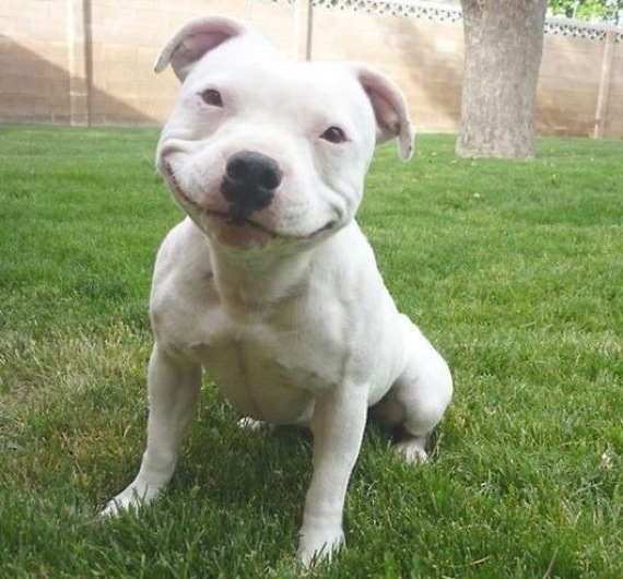 笑ってる犬