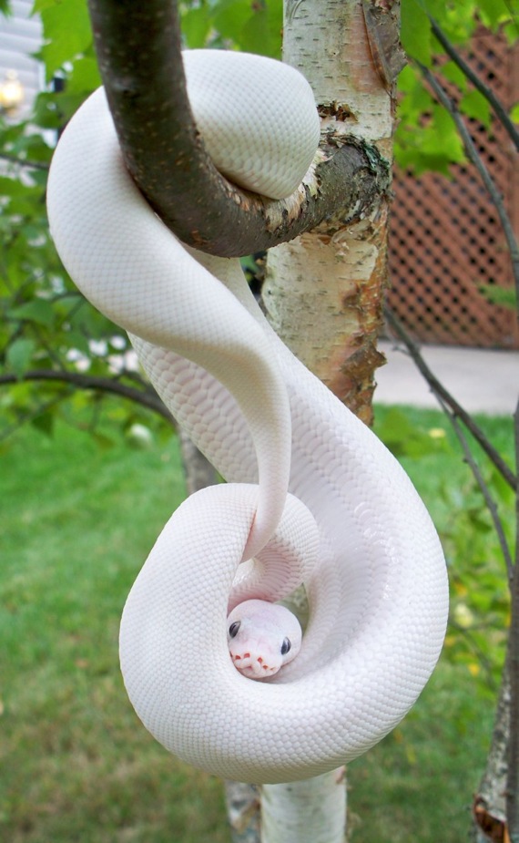 蛇のアルビノ