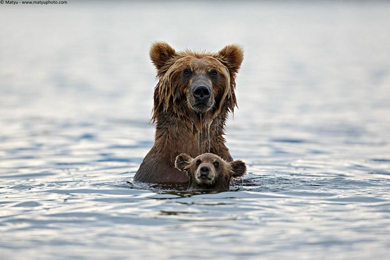 川で遊ぶクマの親子