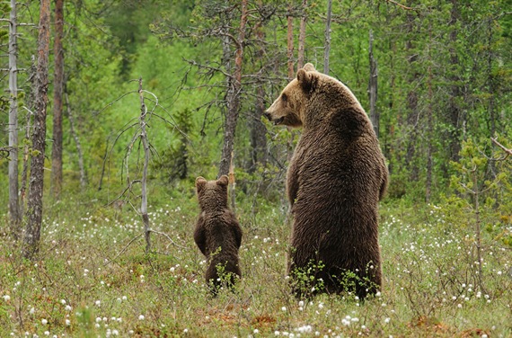 親子で並ぶクマ
