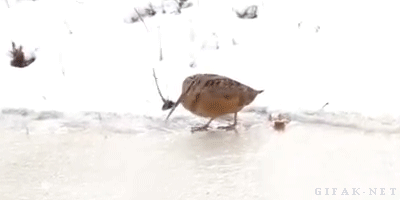 氷の張った池を用心深く歩く鳥