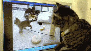 パソコンの画面に移る子猫が消えて困惑する猫