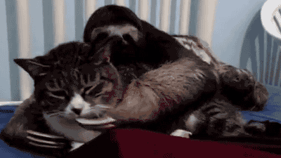 ナマケモノに抱っこされる猫