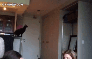 ジャンプに失敗する黒猫に驚く家族