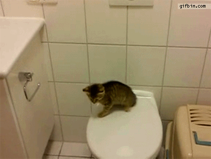 トイレの上からジャンプに失敗する子猫
