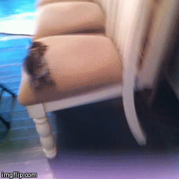 椅子からカメラに向かってジャンプ失敗する子猫