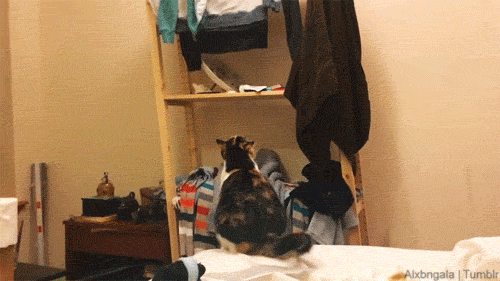 ジャンプ先の服と一緒に落下する猫