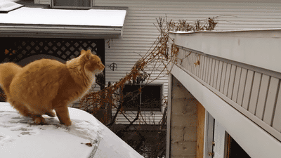 車の上で雪に足を滑らせジャンプに失敗する猫