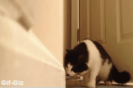 ドアストッパーのバネに驚く猫