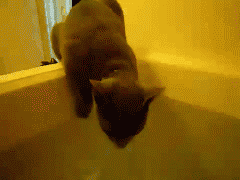 お風呂に落ちてしまいびっくりする猫