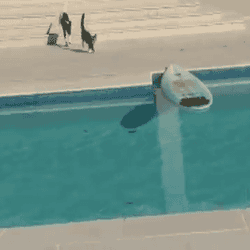 犬からプールに浮いているサーフボードで逃げる猫