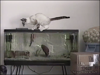水槽の上で休んでいたら魚に突かれて驚く猫