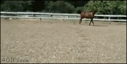 柵をスライディングで突破する馬