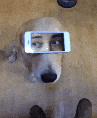 人間の目が写ったiPhoneを顔に乗せる犬