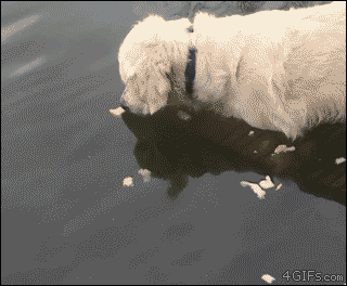 水中の魚を口で捉える犬