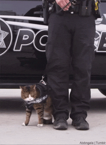 胴輪から抜け出す警察猫