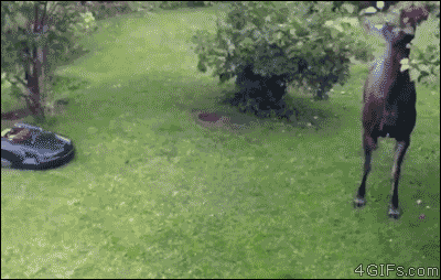 芝刈りロボットにキレるヘラジカ