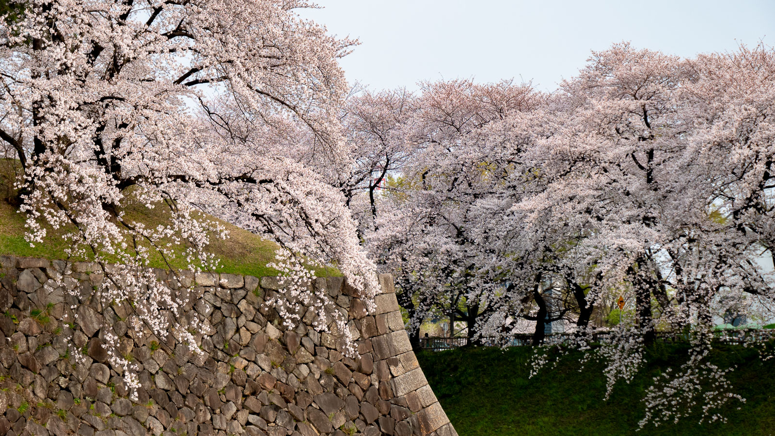 西から見た桜のアップ