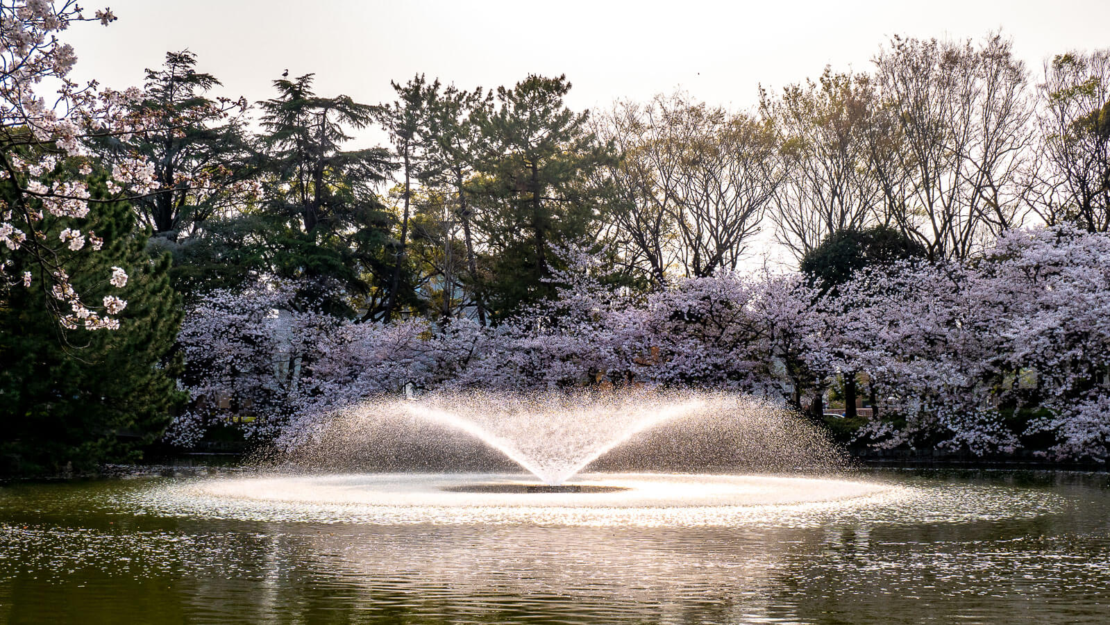 名城公園の噴水